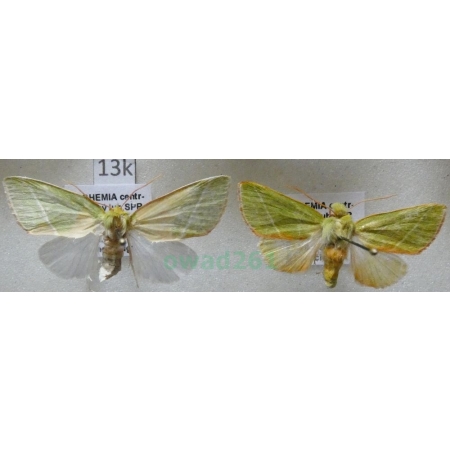 Pseudoips prasinana (Linnaeus, 1758) pair Zielonka ukośnica Czech13k